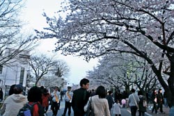 20110414144659_2_spring_tra31_HWTRGrQn_SqSGMMaOFI6Sv.jpg